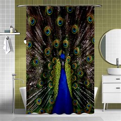 Bird Peacock Display Full Elegant Plumage Shower Curtain 48  X 72  (small)  by Amaryn4rt