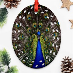 Bird Peacock Display Full Elegant Plumage Oval Filigree Ornament (two Sides) by Amaryn4rt