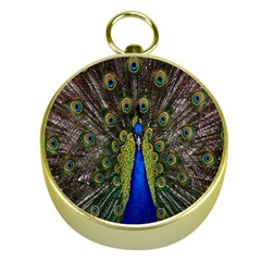 Bird Peacock Display Full Elegant Plumage Gold Compasses by Amaryn4rt