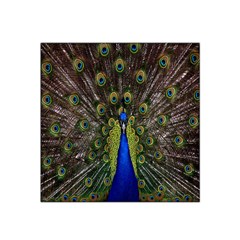 Bird Peacock Display Full Elegant Plumage Satin Bandana Scarf by Amaryn4rt