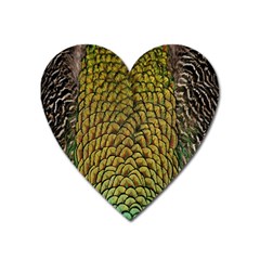 Colorful Iridescent Feather Bird Color Peacock Heart Magnet by Amaryn4rt