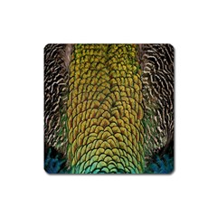 Colorful Iridescent Feather Bird Color Peacock Square Magnet by Amaryn4rt