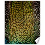 Colorful Iridescent Feather Bird Color Peacock Canvas 16  x 20   15.75 x19.29  Canvas - 1