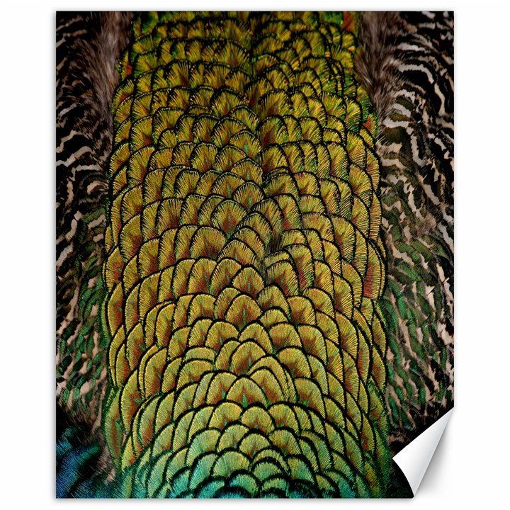 Colorful Iridescent Feather Bird Color Peacock Canvas 16  x 20  