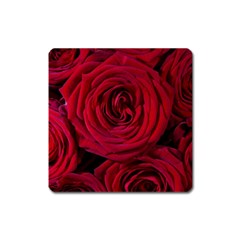 Roses Flowers Red Forest Bloom Square Magnet by Amaryn4rt