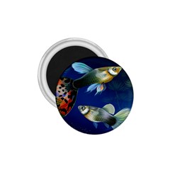 Marine Fishes 1 75  Magnets