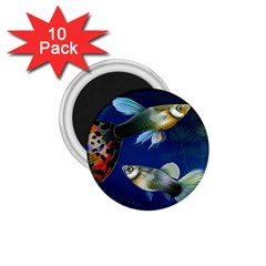 Marine Fishes 1 75  Magnets (10 Pack) 