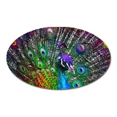 3d Peacock Pattern Oval Magnet