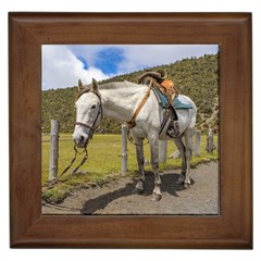 White Horse Tied Up At Cotopaxi National Park Ecuador Framed Tiles by dflcprints