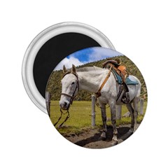 White Horse Tied Up At Cotopaxi National Park Ecuador 2 25  Magnets by dflcprints