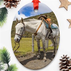 White Horse Tied Up At Cotopaxi National Park Ecuador Ornament (oval) by dflcprints