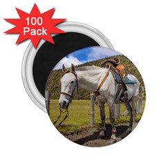 White Horse Tied Up At Cotopaxi National Park Ecuador 2 25  Magnets (100 Pack)  by dflcprints