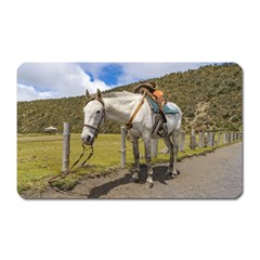 White Horse Tied Up At Cotopaxi National Park Ecuador Magnet (rectangular) by dflcprints