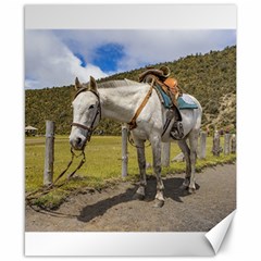 White Horse Tied Up At Cotopaxi National Park Ecuador Canvas 8  X 10  by dflcprints