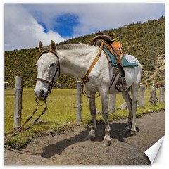 White Horse Tied Up At Cotopaxi National Park Ecuador Canvas 16  X 16   by dflcprints