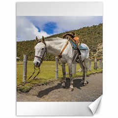 White Horse Tied Up At Cotopaxi National Park Ecuador Canvas 36  X 48   by dflcprints