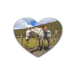 White Horse Tied Up At Cotopaxi National Park Ecuador Heart Coaster (4 Pack)  by dflcprints