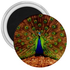 3d Peacock Bird 3  Magnets by Amaryn4rt