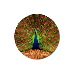 3d Peacock Bird Magnet 3  (Round)