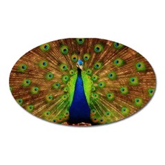 3d Peacock Bird Oval Magnet