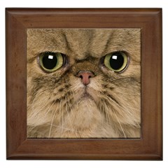 Cute Persian Cat Face In Closeup Framed Tiles by Amaryn4rt