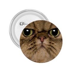 Cute Persian Cat Face In Closeup 2 25  Buttons by Amaryn4rt