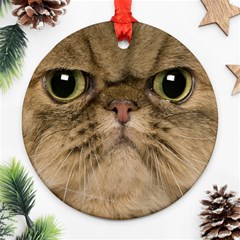 Cute Persian Cat Face In Closeup Ornament (round) by Amaryn4rt