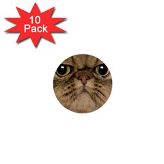 Cute Persian Cat Face In Closeup 1  Mini Buttons (10 Pack)  by Amaryn4rt