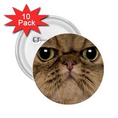 Cute Persian Cat Face In Closeup 2 25  Buttons (10 Pack)  by Amaryn4rt