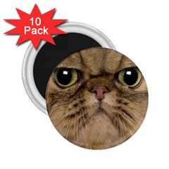 Cute Persian Cat Face In Closeup 2 25  Magnets (10 Pack)  by Amaryn4rt