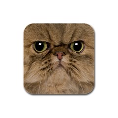 Cute Persian Cat Face In Closeup Rubber Square Coaster (4 Pack)  by Amaryn4rt