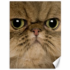 Cute Persian Cat Face In Closeup Canvas 36  X 48   by Amaryn4rt