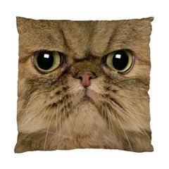 Cute Persian Cat Face In Closeup Standard Cushion Case (one Side) by Amaryn4rt