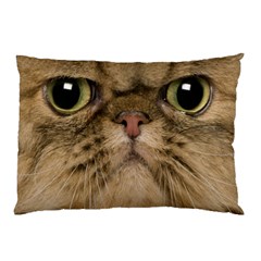 Cute Persian Cat Face In Closeup Pillow Case by Amaryn4rt