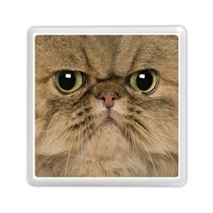 Cute Persian Cat Face In Closeup Memory Card Reader (square)  by Amaryn4rt