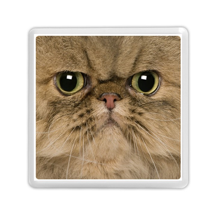 Cute Persian Cat face In Closeup Memory Card Reader (Square) 