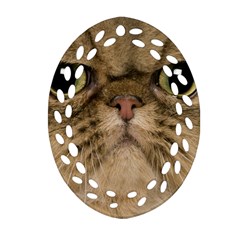 Cute Persian Cat Face In Closeup Oval Filigree Ornament (two Sides) by Amaryn4rt