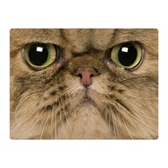 Cute Persian Cat Face In Closeup Double Sided Flano Blanket (mini)  by Amaryn4rt