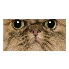 Cute Persian Cat Face In Closeup Satin Shawl by Amaryn4rt