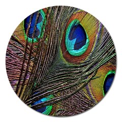 Peacock Feathers Magnet 5  (Round)