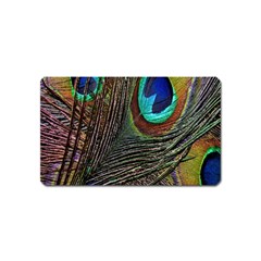 Peacock Feathers Magnet (Name Card)