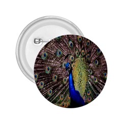 Multi Colored Peacock 2 25  Buttons