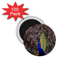 Multi Colored Peacock 1 75  Magnets (100 Pack) 