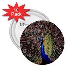 Multi Colored Peacock 2.25  Buttons (10 pack)  Front