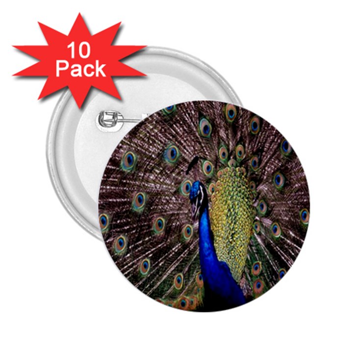 Multi Colored Peacock 2.25  Buttons (10 pack) 