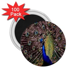 Multi Colored Peacock 2 25  Magnets (100 Pack) 