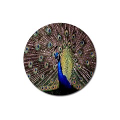 Multi Colored Peacock Magnet 3  (round)