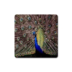 Multi Colored Peacock Square Magnet