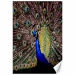 Multi Colored Peacock Canvas 12  x 18   11.88 x17.36  Canvas - 1