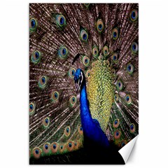 Multi Colored Peacock Canvas 20  X 30   by Simbadda